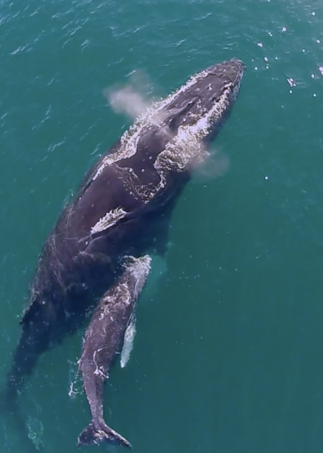 Golfo Dulce Osa Peninsula Humpback Whales