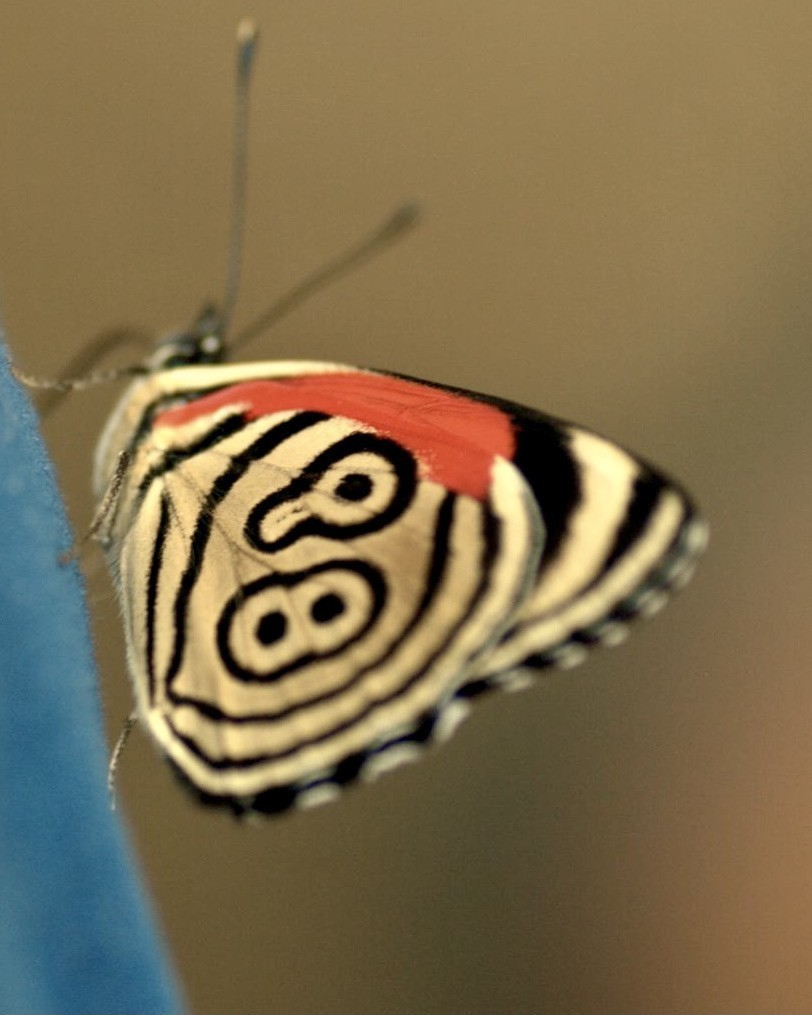 Osa Peninsula Butterfly