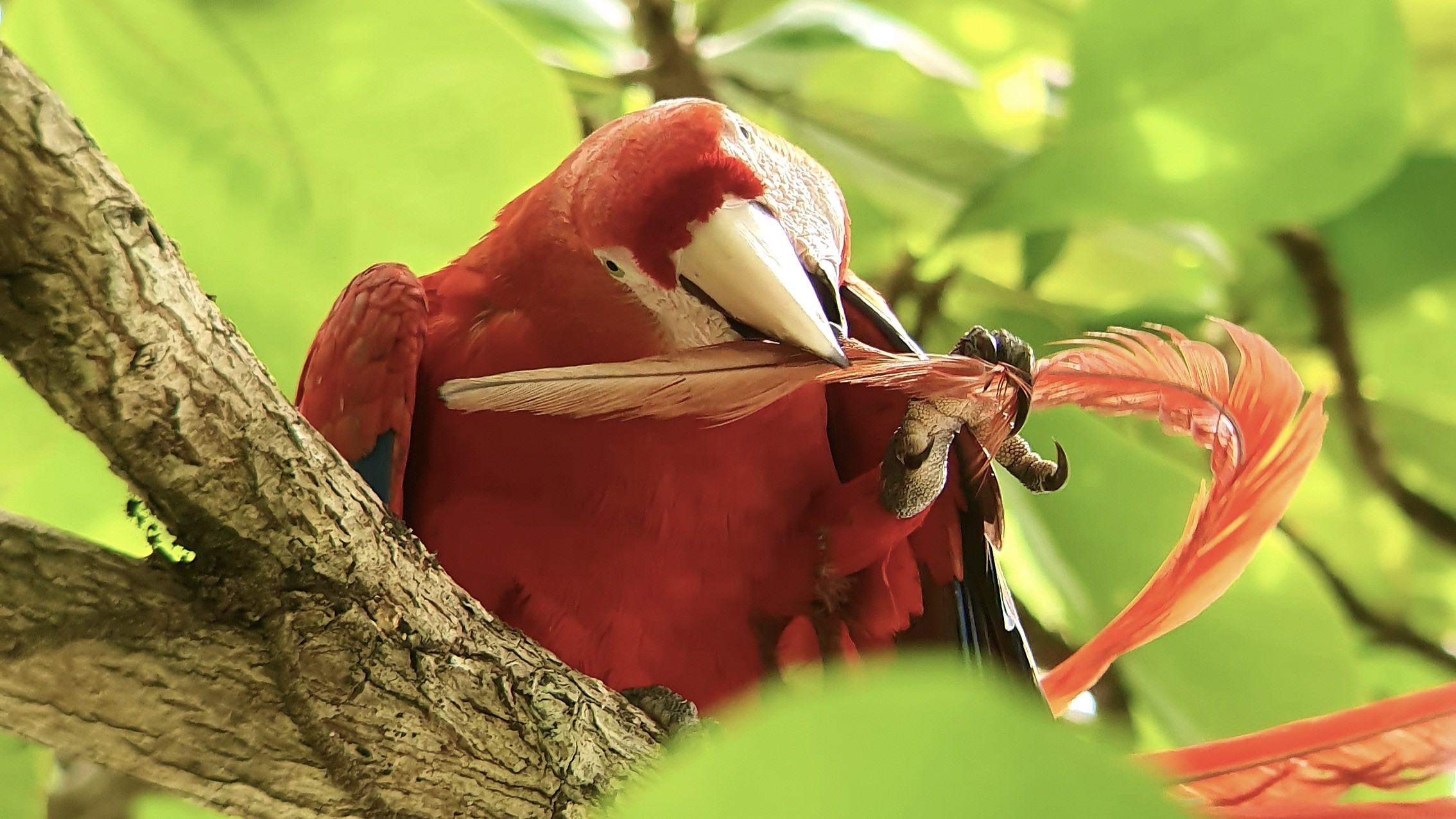 Scarlet Macaw Cleaning