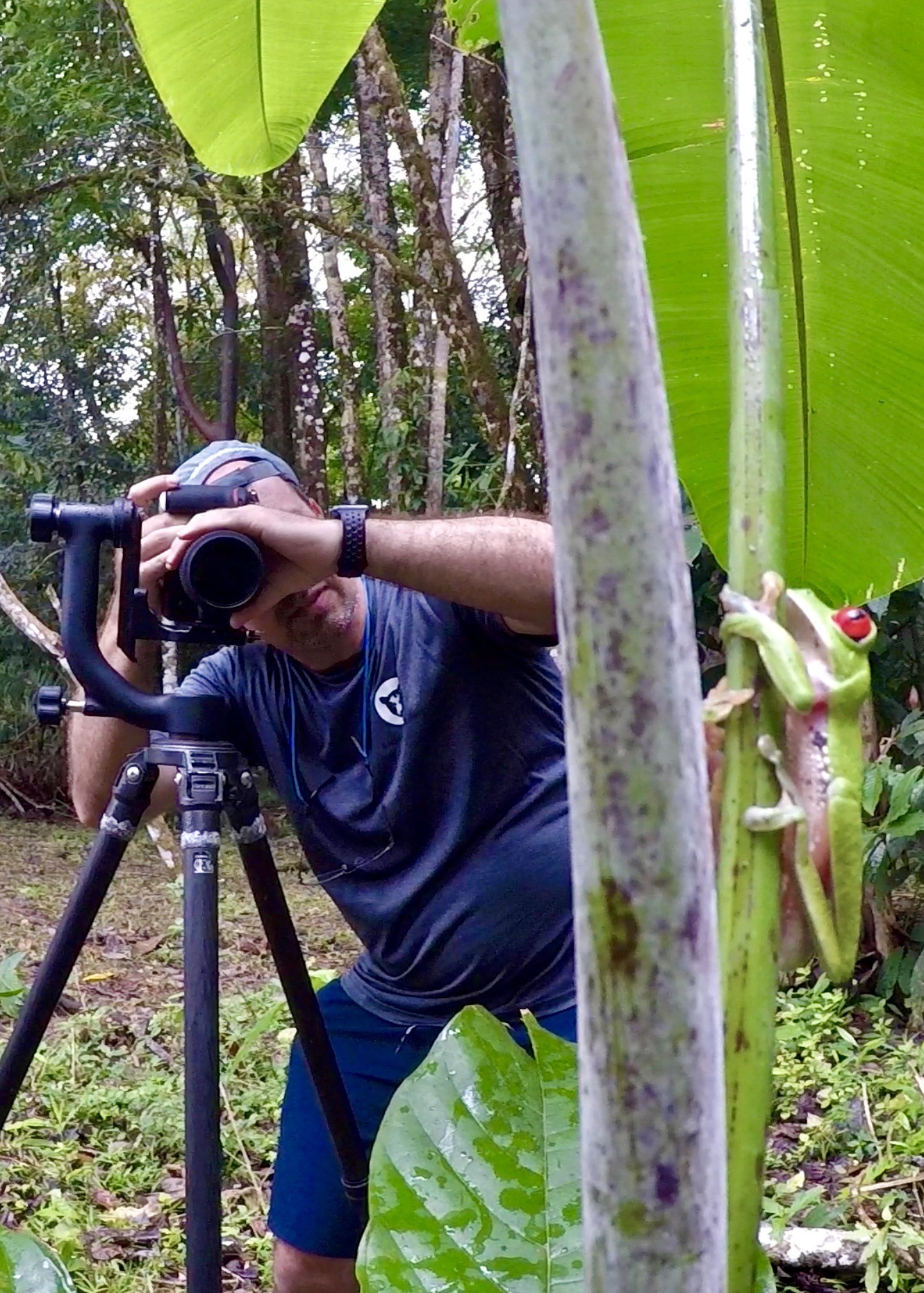 Photographing a red-eye tree frog