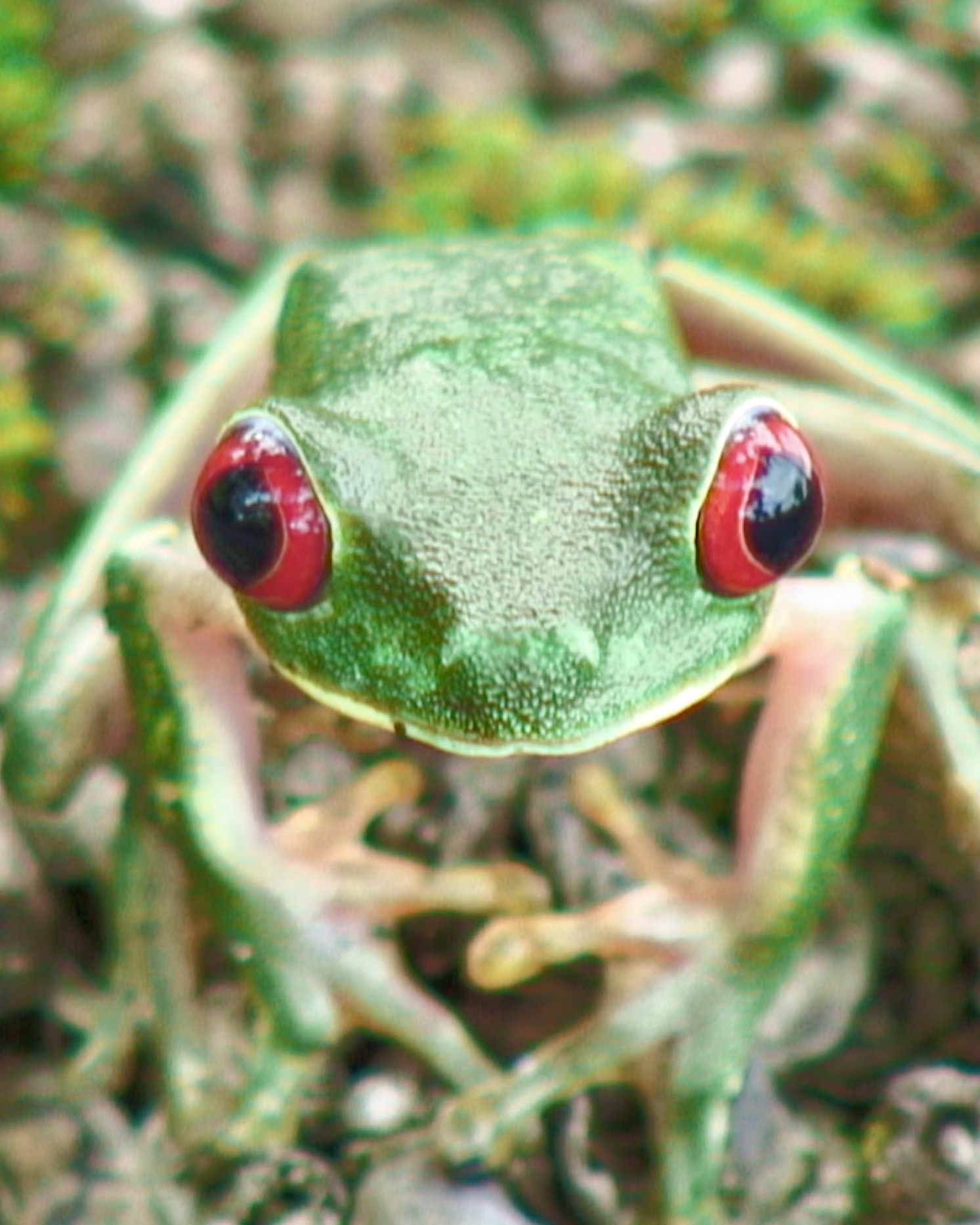 Red-eye Tree Frog of the Osa