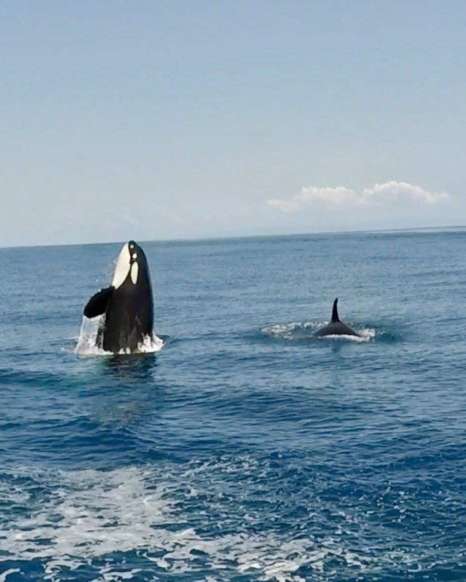 Costa Rica Orcas