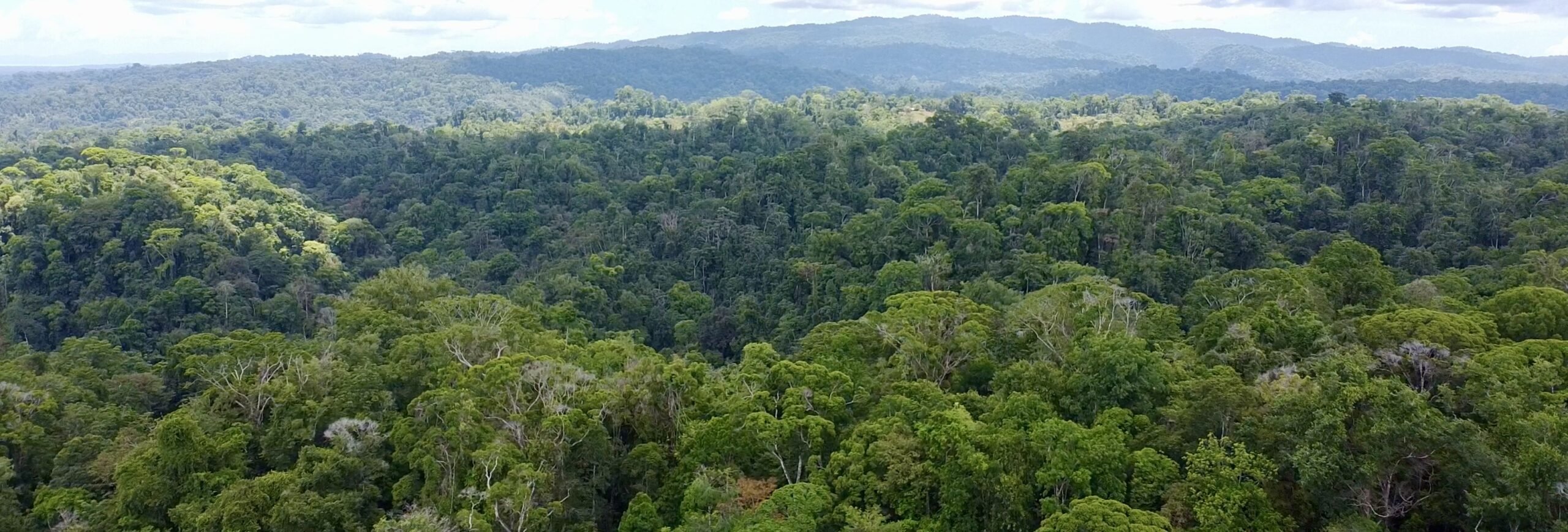 Costa Rica Rainforest Osa Peninsula