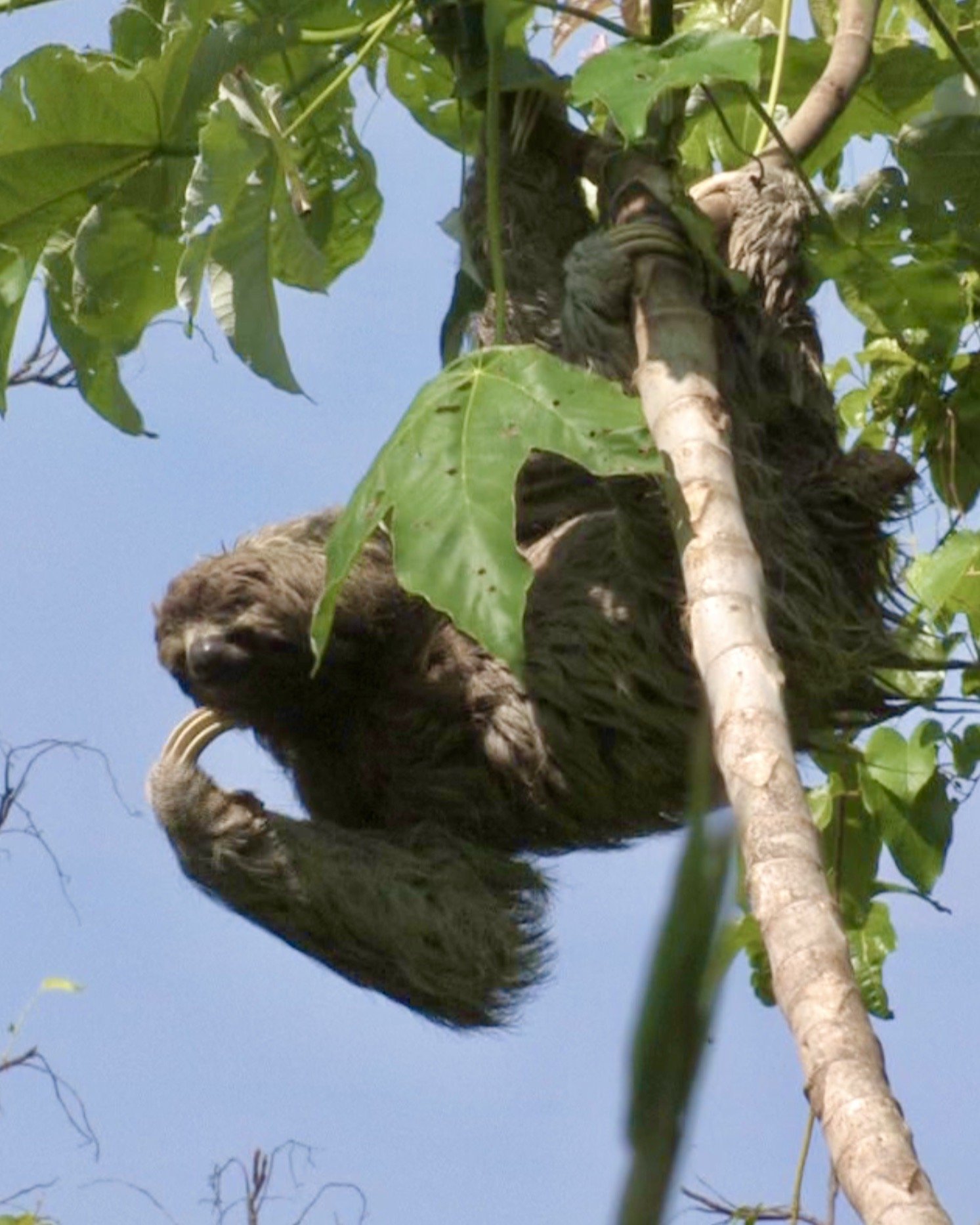 Osa Peninsula Sloth Costa Rica
