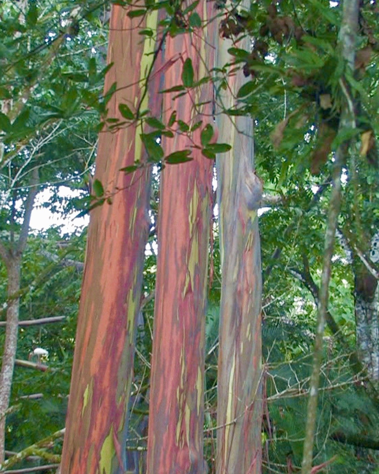 Costa Rica Tropical Rainforest