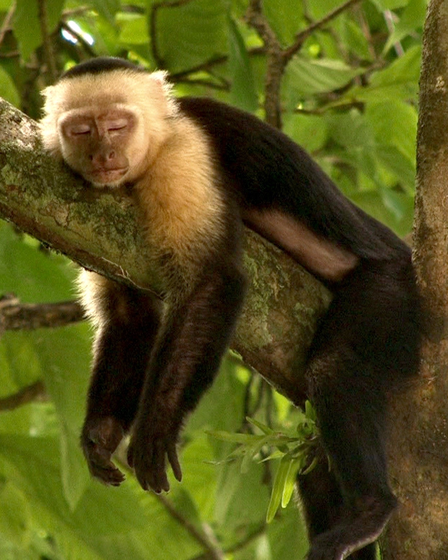 Costa Rica's monkeys