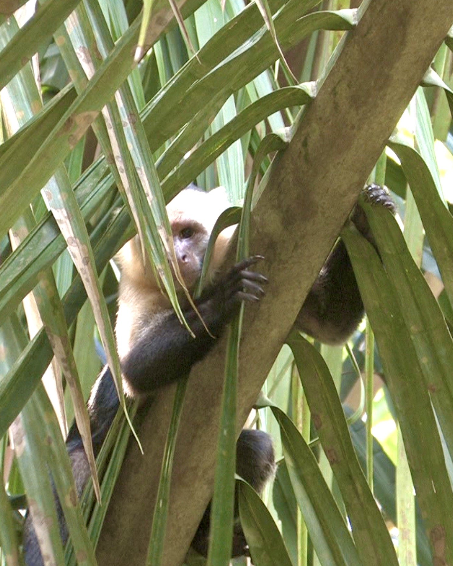 Whiteface Monkey Costa Rica